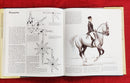 This is Riding | Subject: Horse