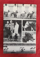 The Encyclopedia of Grey Hound Racing | Subject: Dog Sports